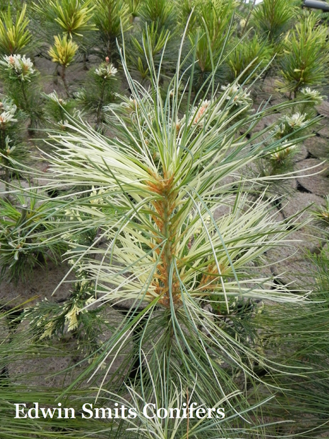 Pinus wallichiana 'Filip’s White Stripes'